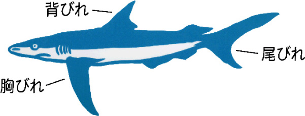 鮫とフカヒレ